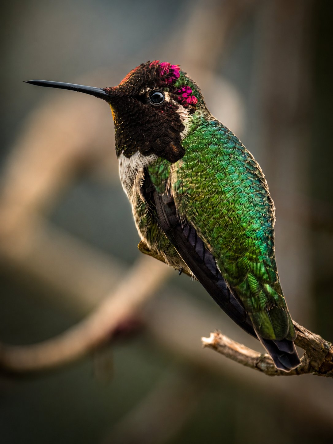 Anna's Humming Bird — Port Alberni - British Columbia