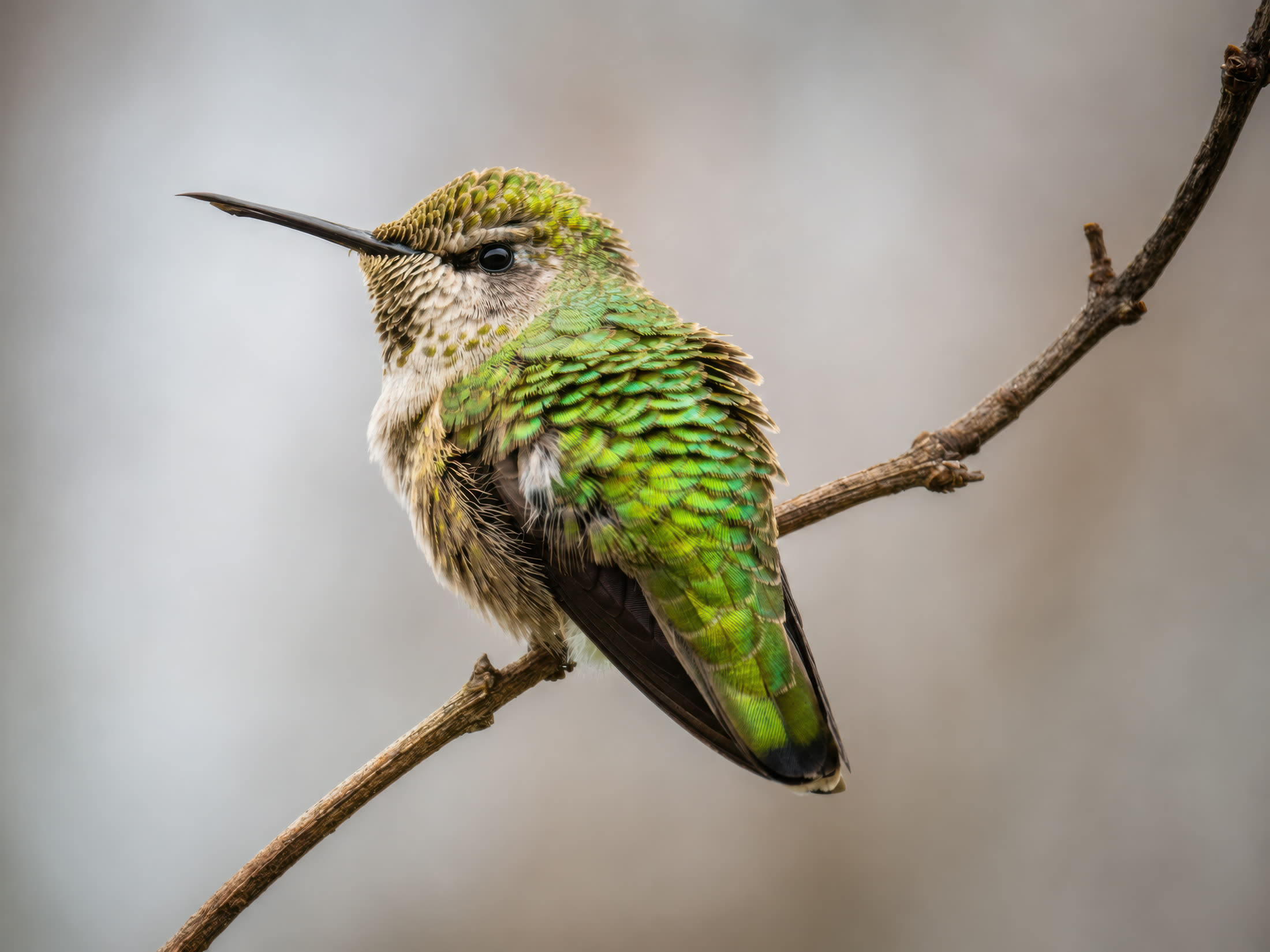 Anna's hummingbird photographed at Saanich Peninsula