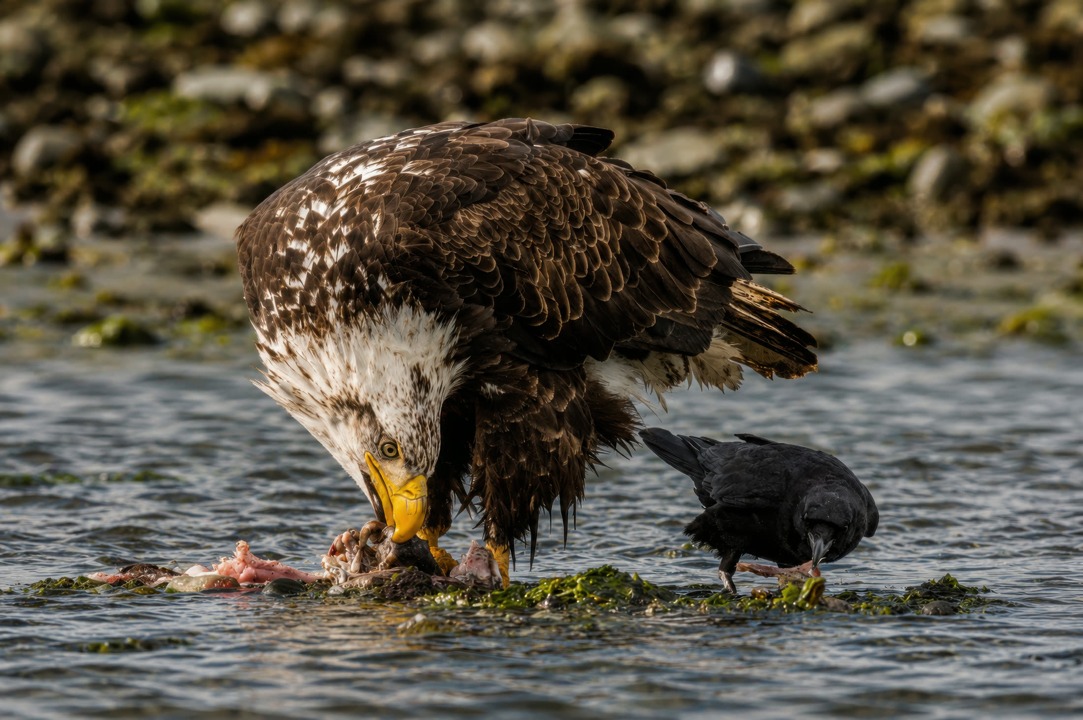 Bald eagle photographed at Boundary Bay