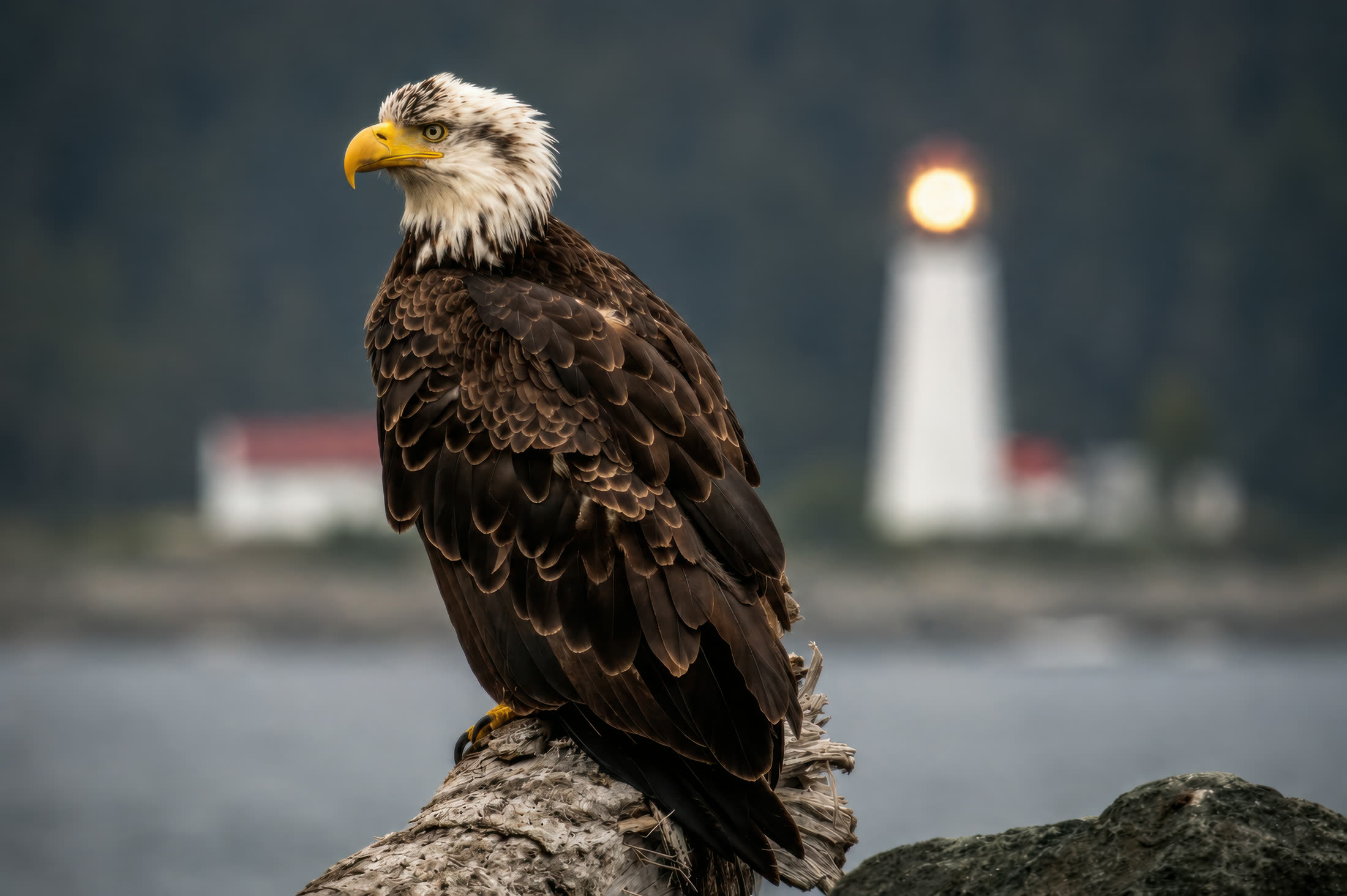 Bald eagle photographed at Quadra Lighthouse