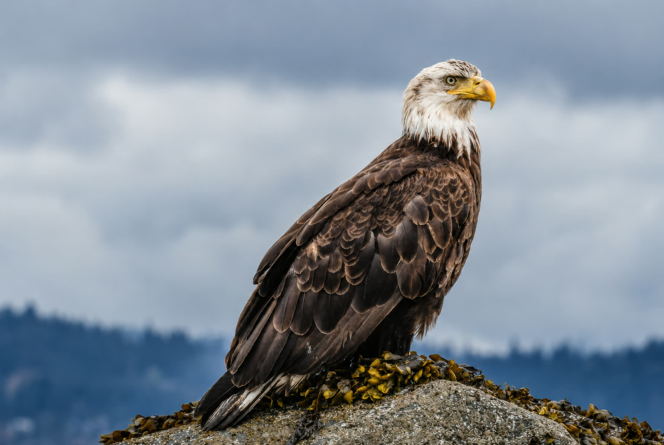 Bald eagle photographed at Active Pass