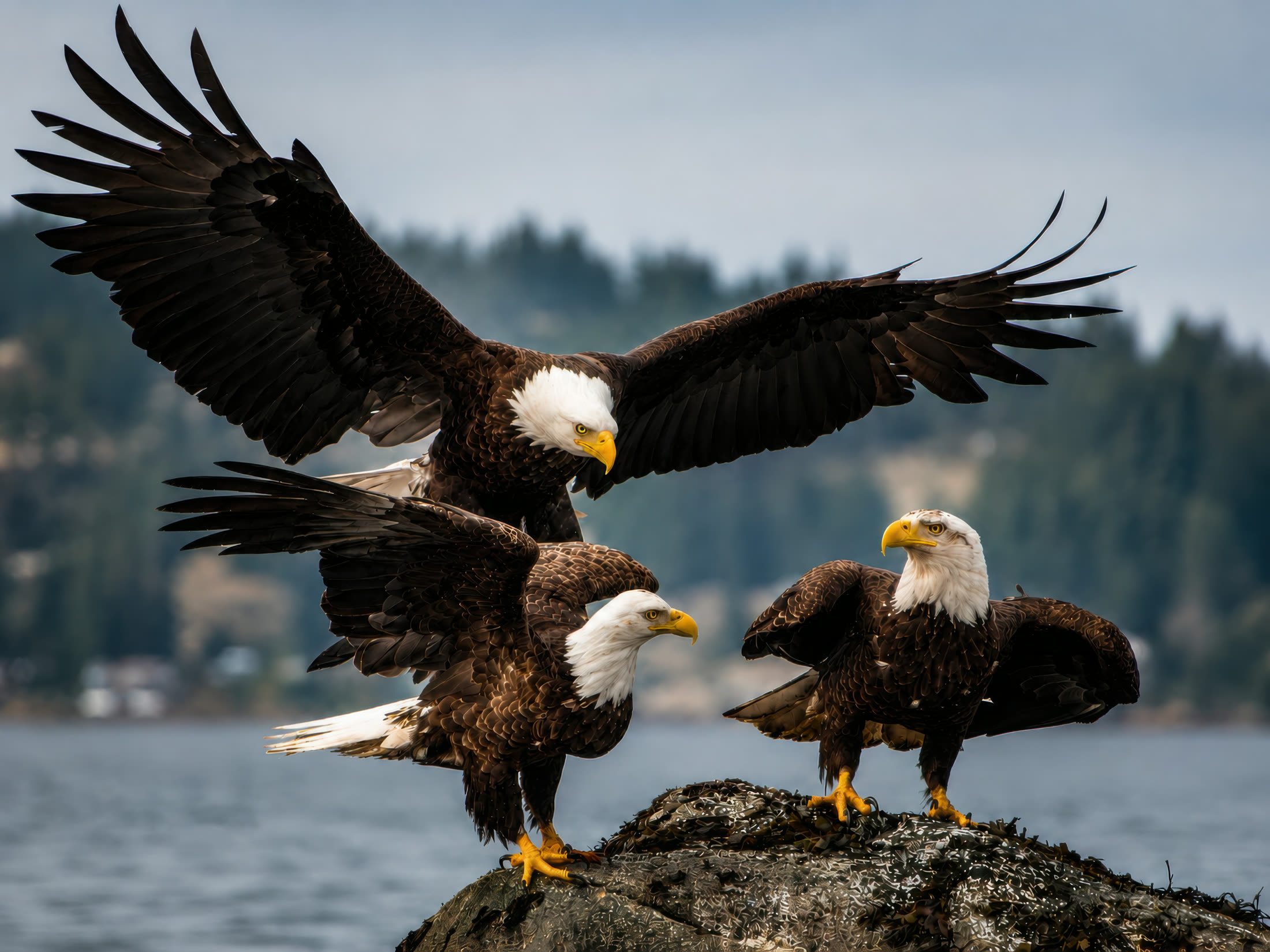 Bald eagles photographed at Johnstone Strait