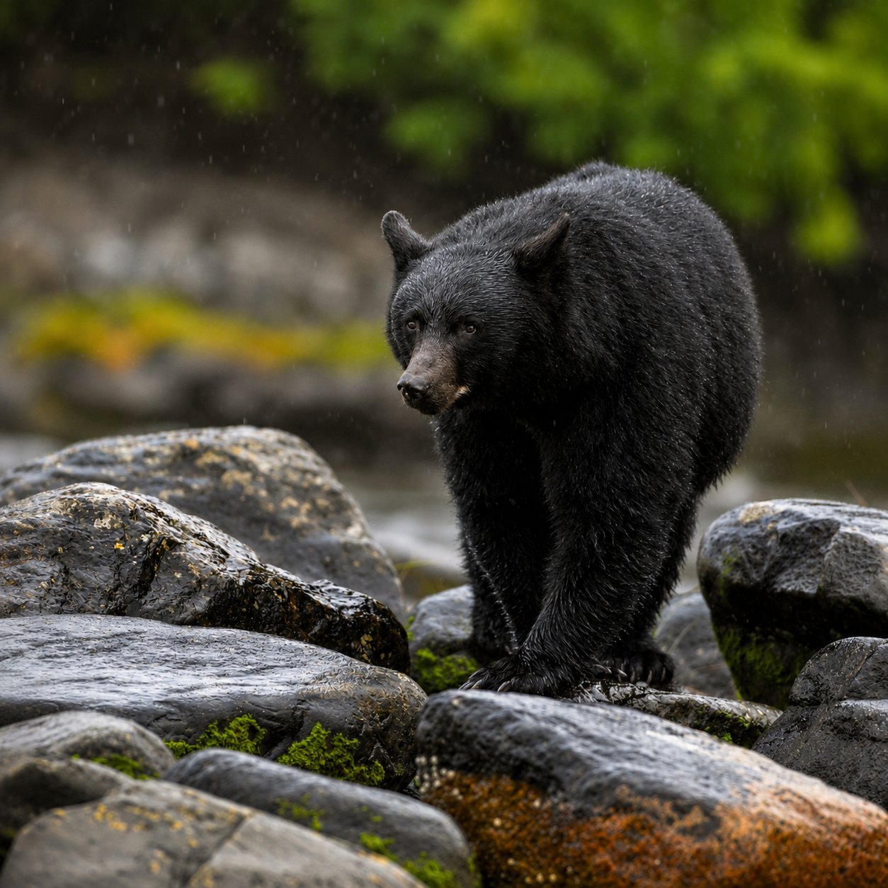 Black Bear — Port Hardy - British Columbia