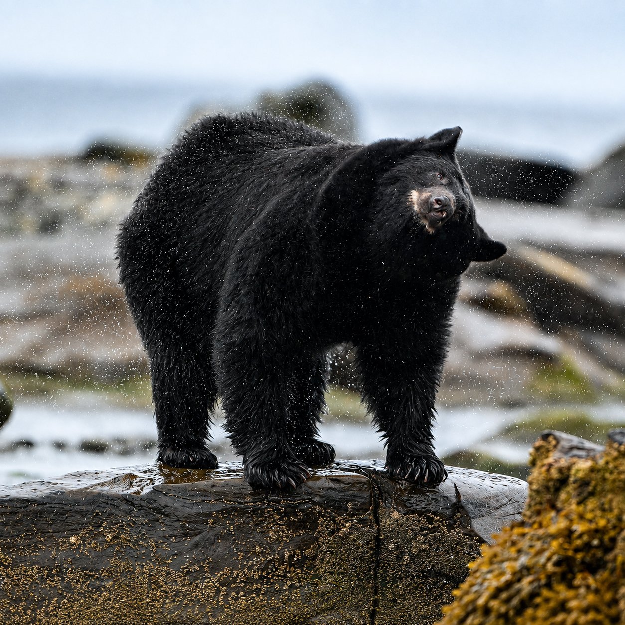 Black Bear — Port Hardy - British Columbia
