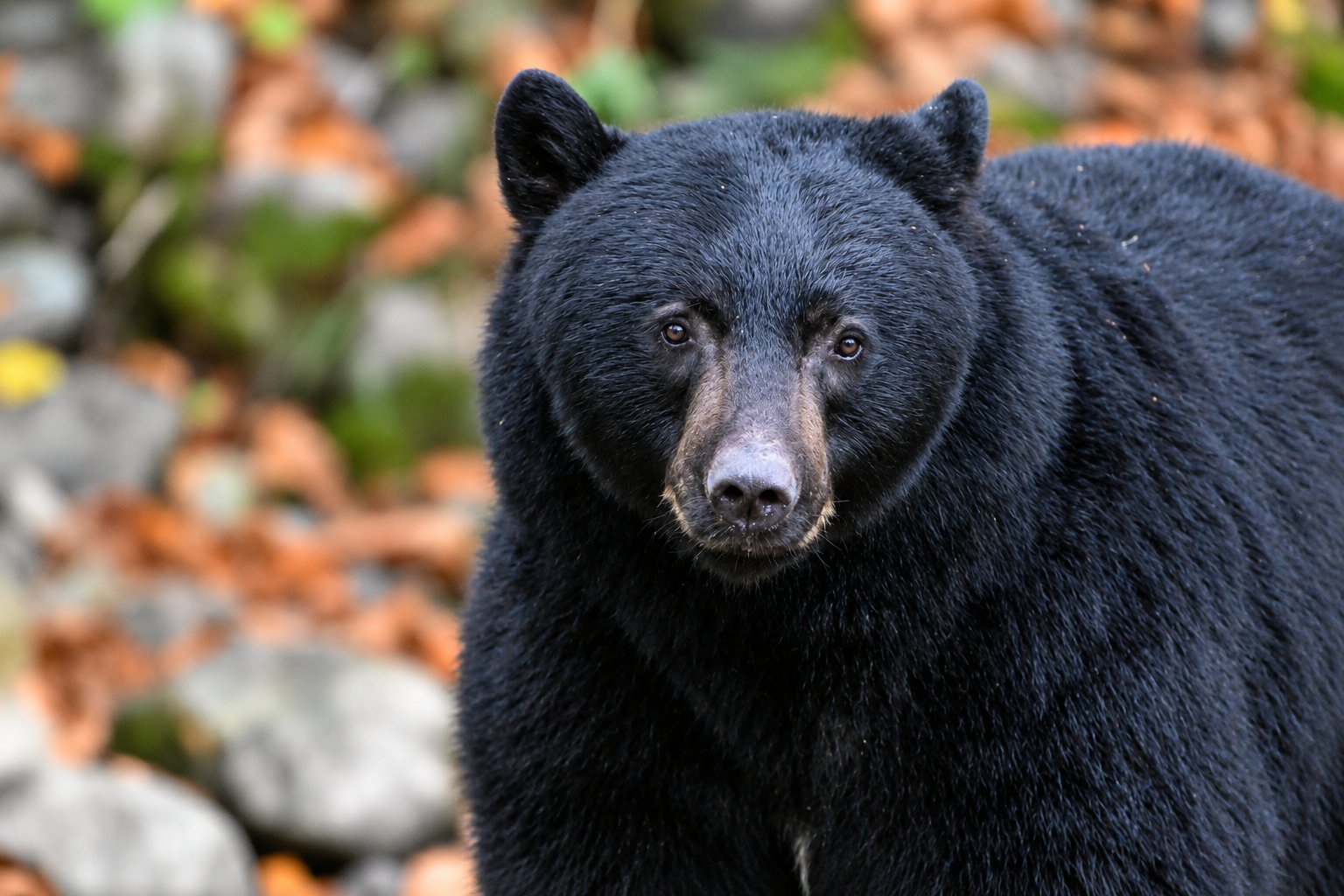 Black Bear