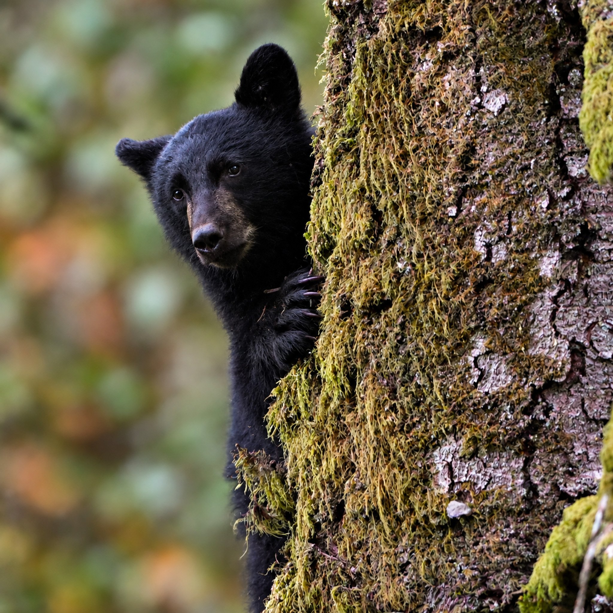 Black Bear Cub — Campbell River