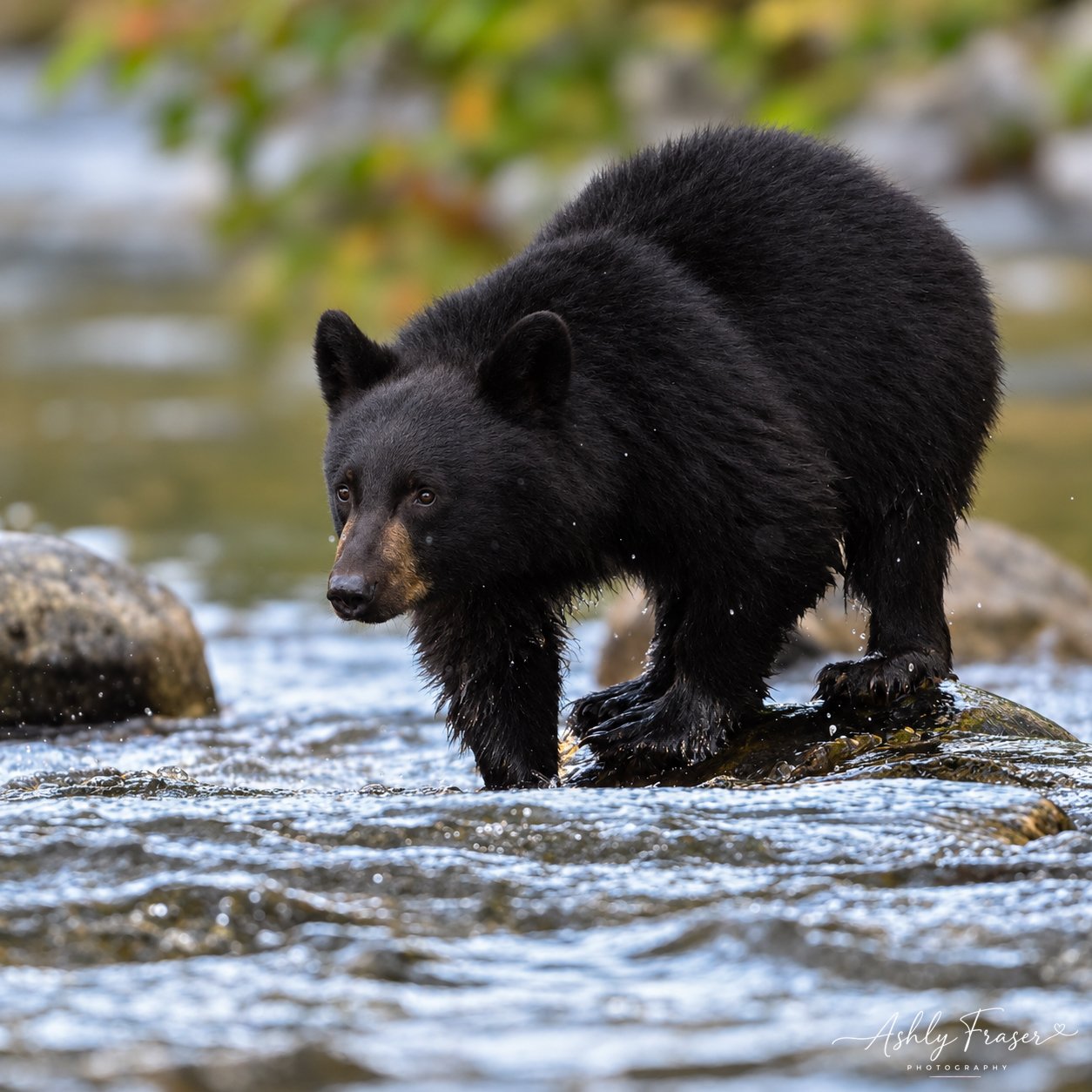 Black Bear Cub — Campbell River