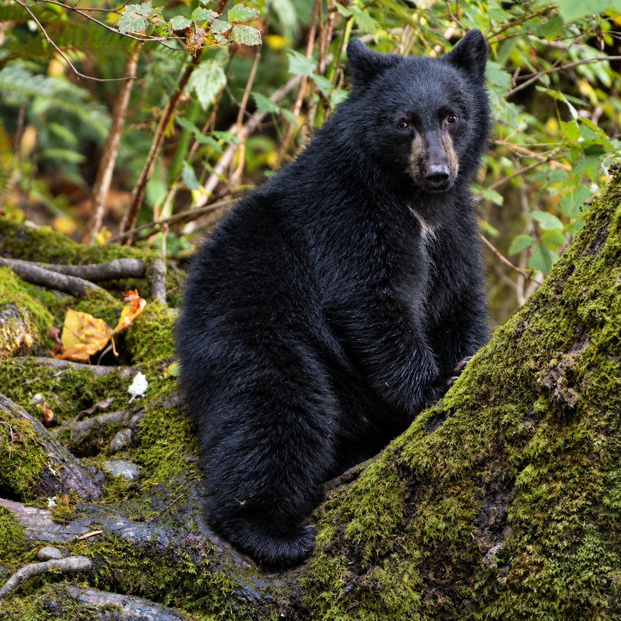 Black Bear Cub — Campbell River