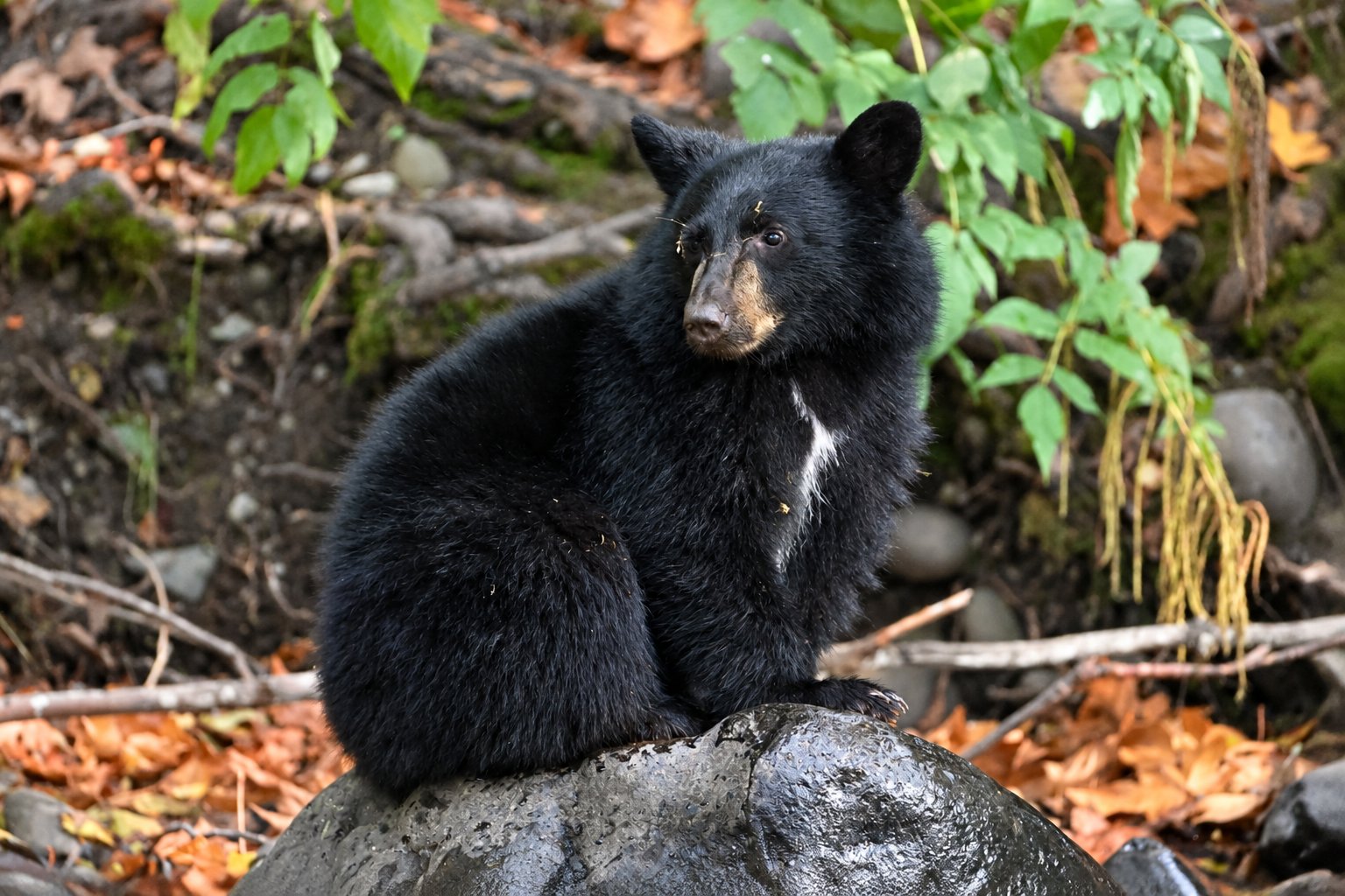 Black Bear Cub