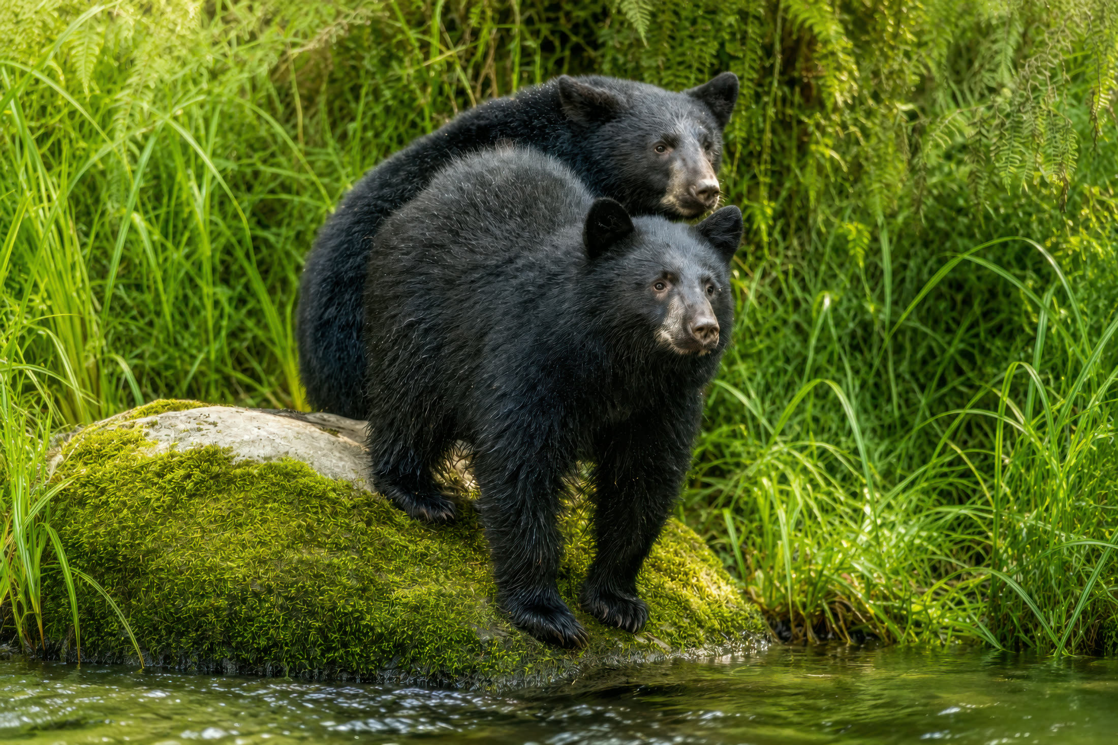 Black bear & cub photographed at Quinsam River