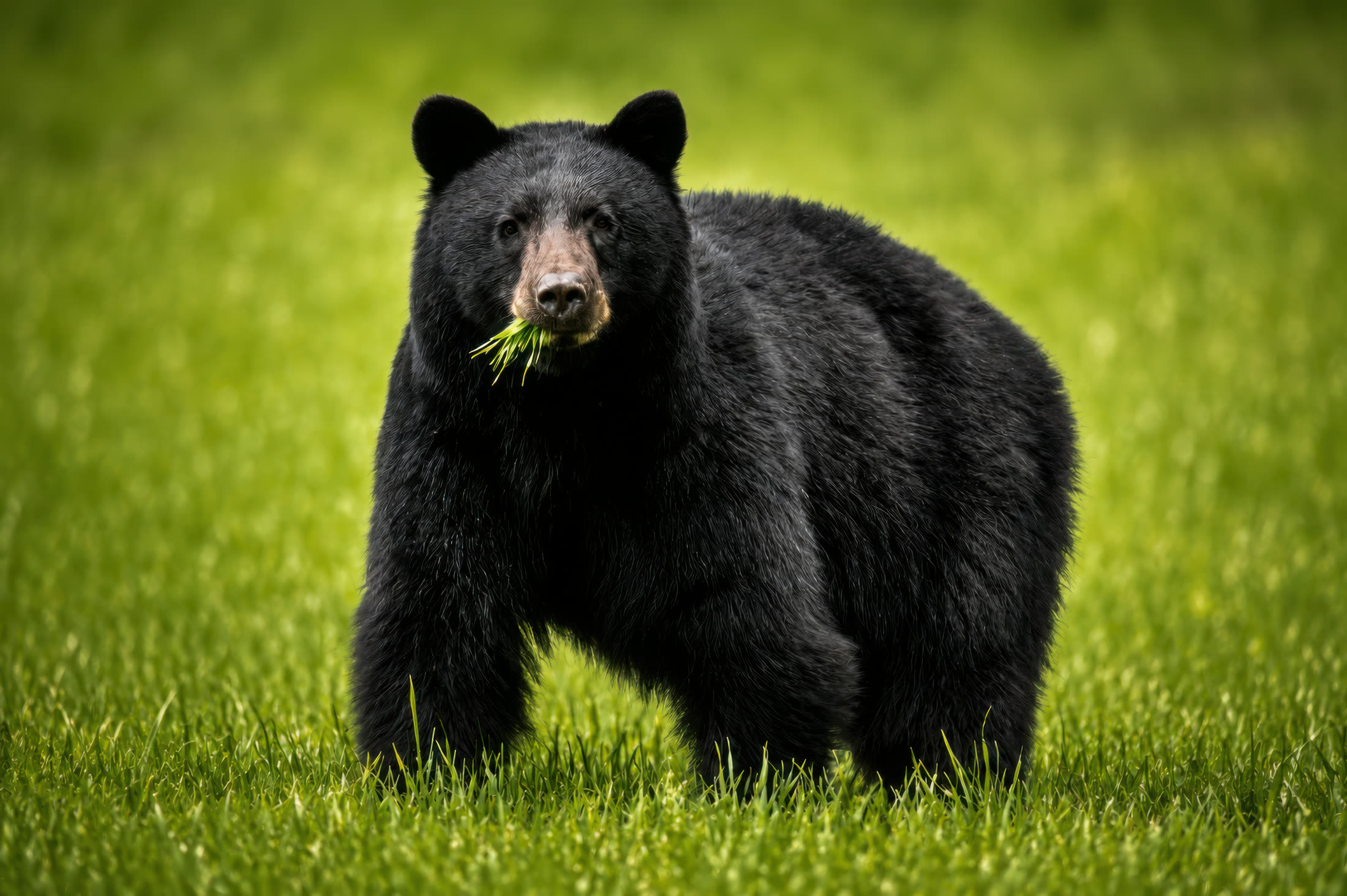 Black bear photographed at Vancouver Island