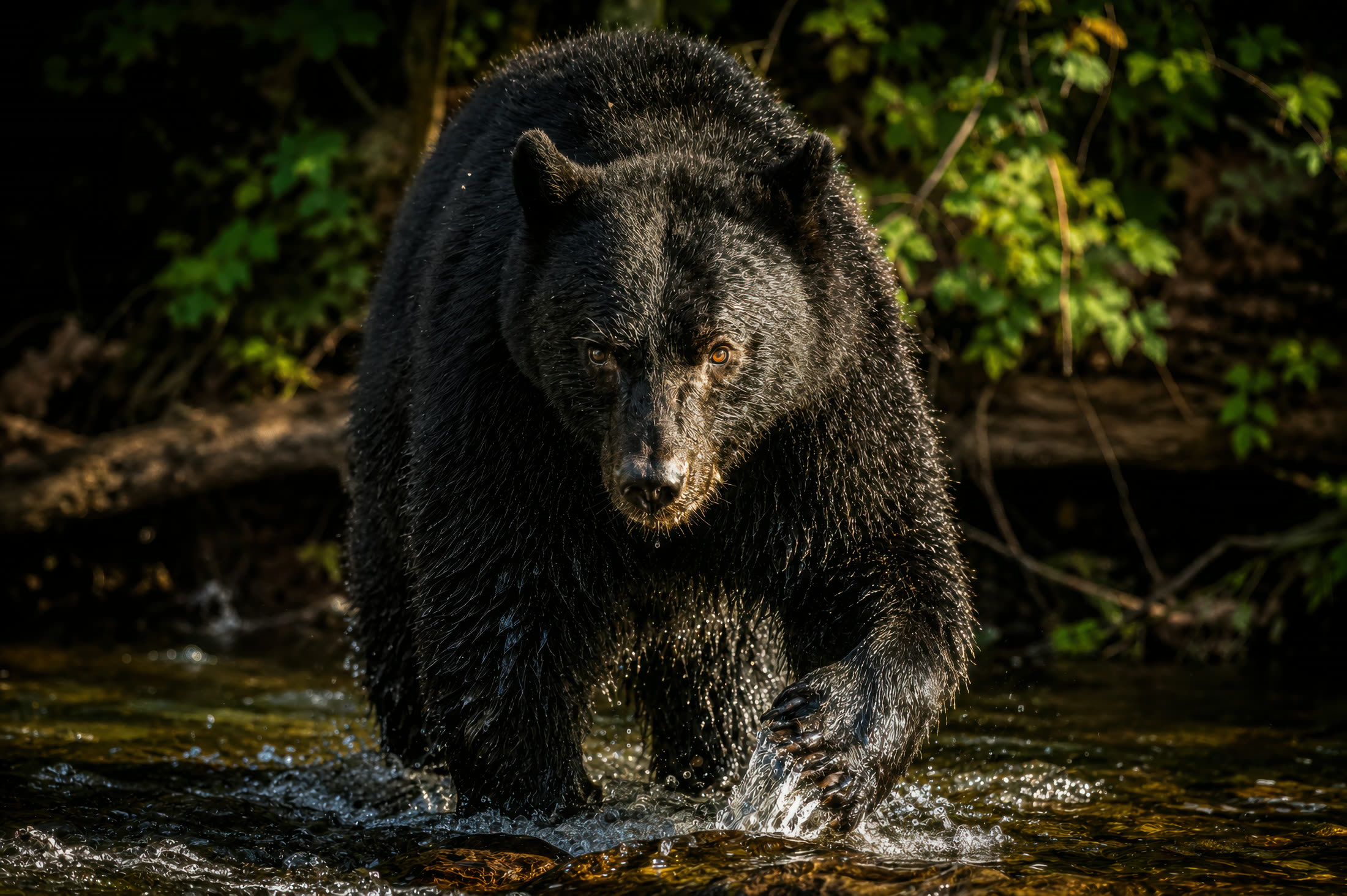 Black bear photographed at Campbell River