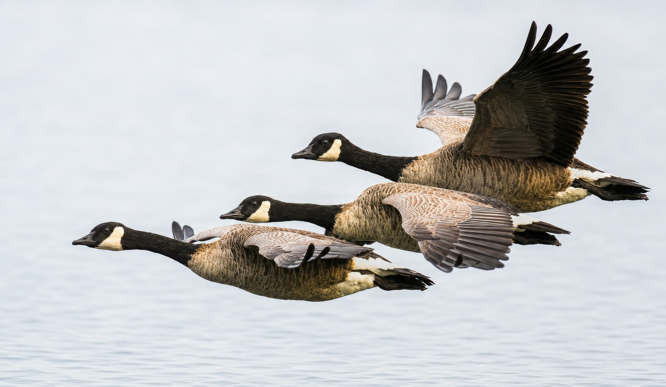 Canada geese photographed at Comox Estuary