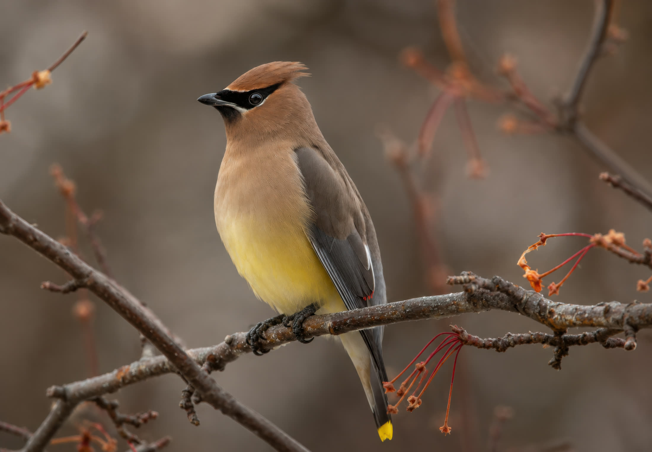Cedar waxwing photographed at Cowichan Valley