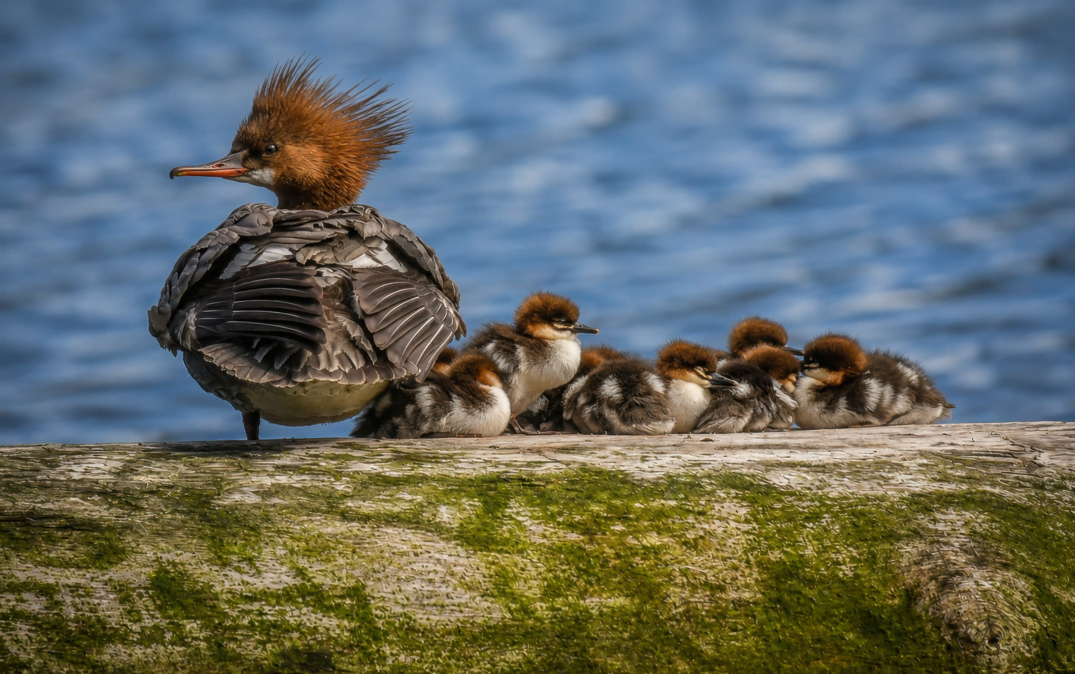 Common merganser photographed at Campbell River