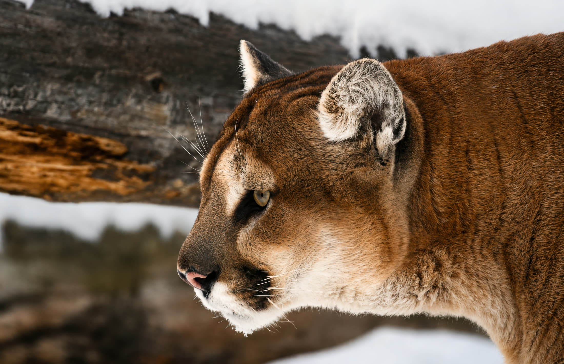 Cougar photographed at Vancouver Island