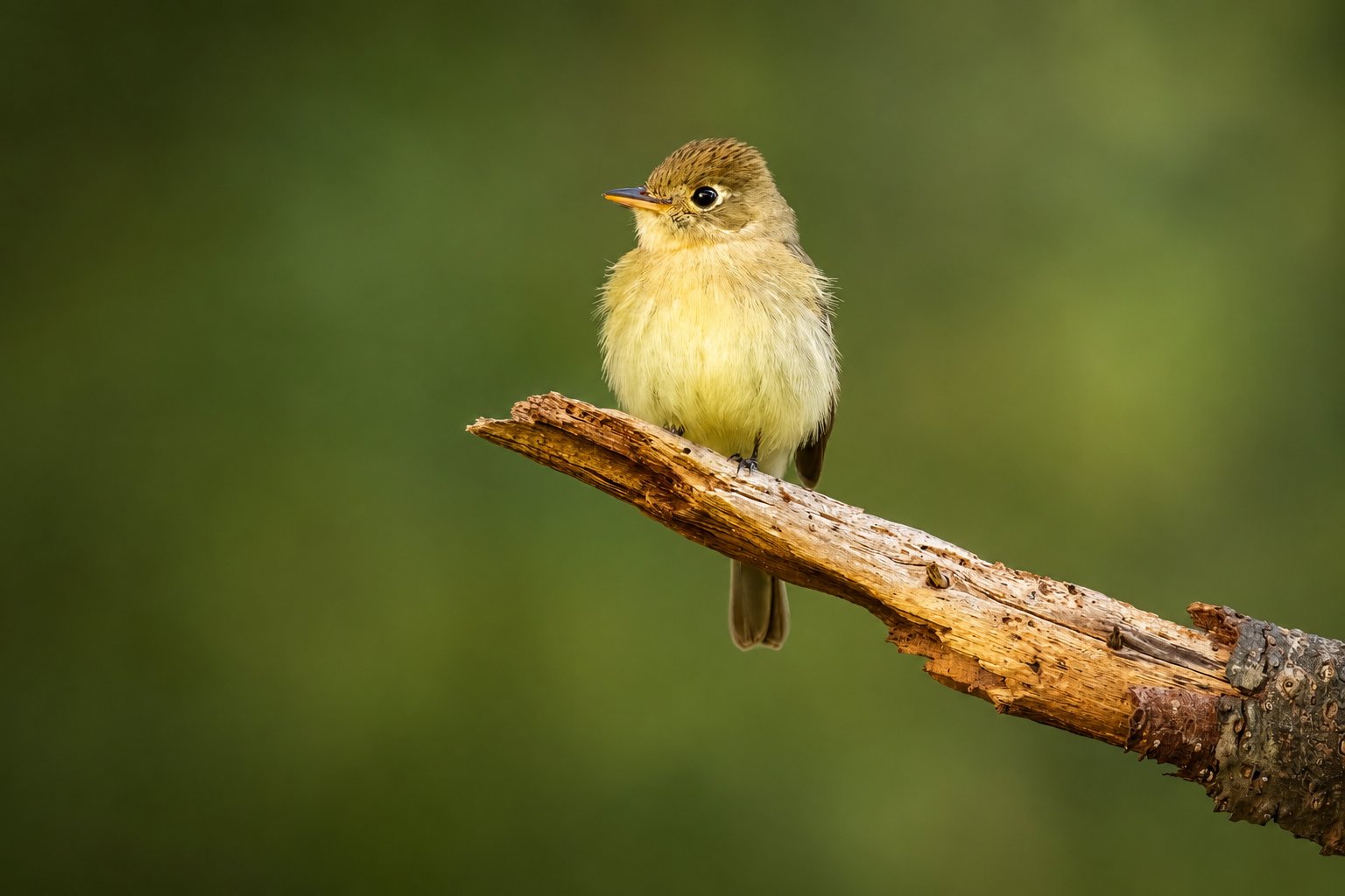 Flycatcher — Campbell River - British Columbia