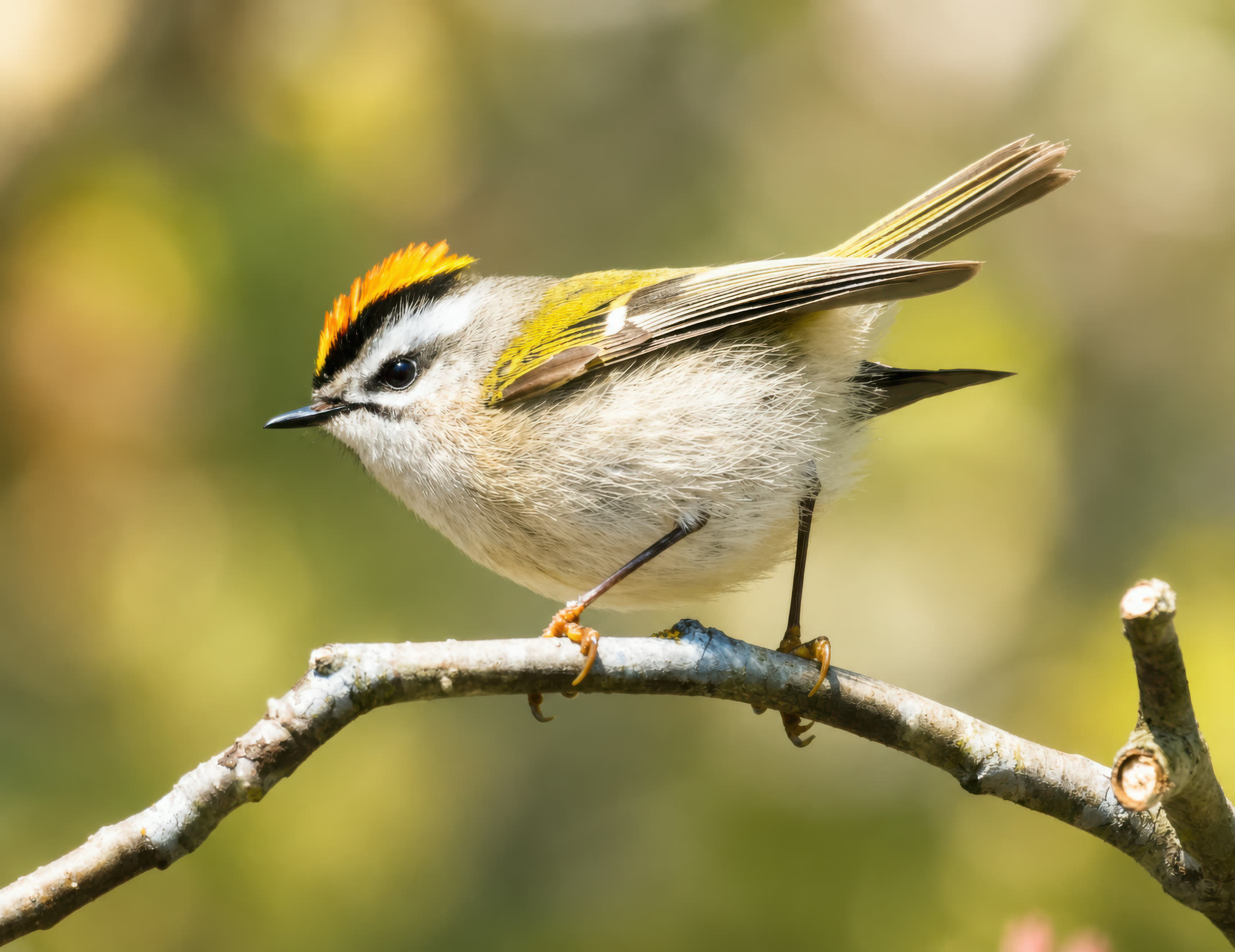 Golden-crowned kinglet photographed at Cowichan Valley