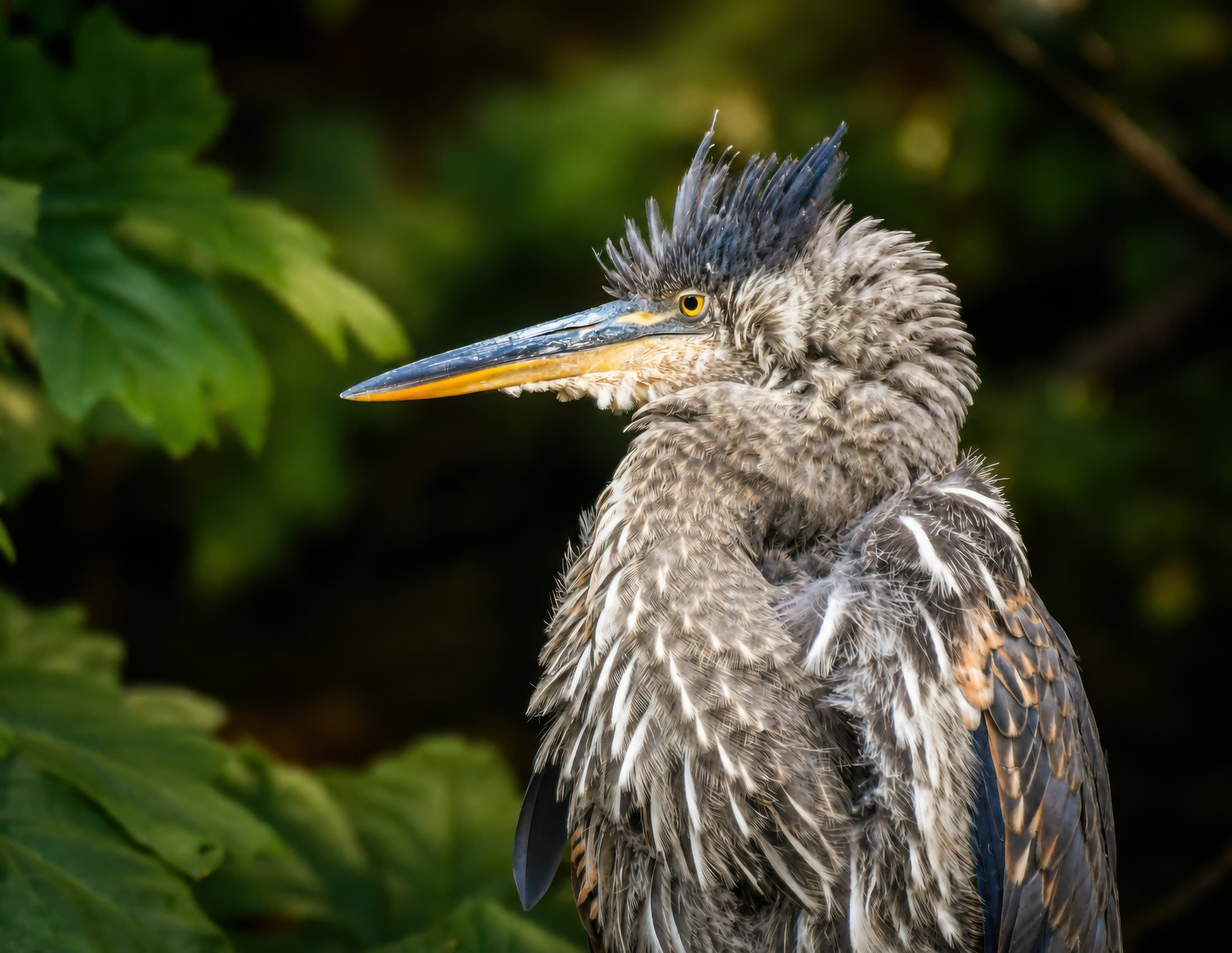 Great blue heron photographed at Boundary Bay
