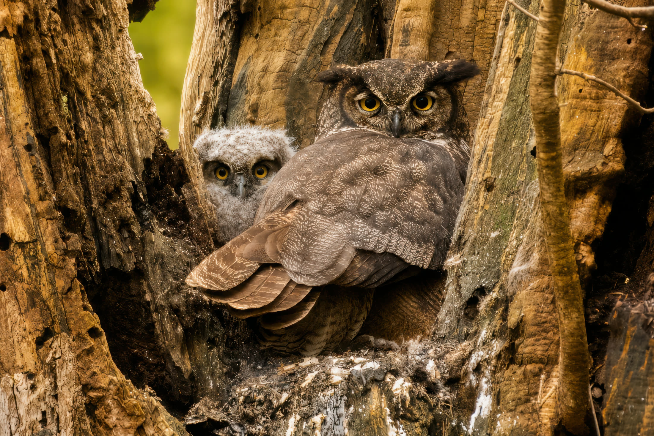 Great horned owl photographed at Goldstream Park