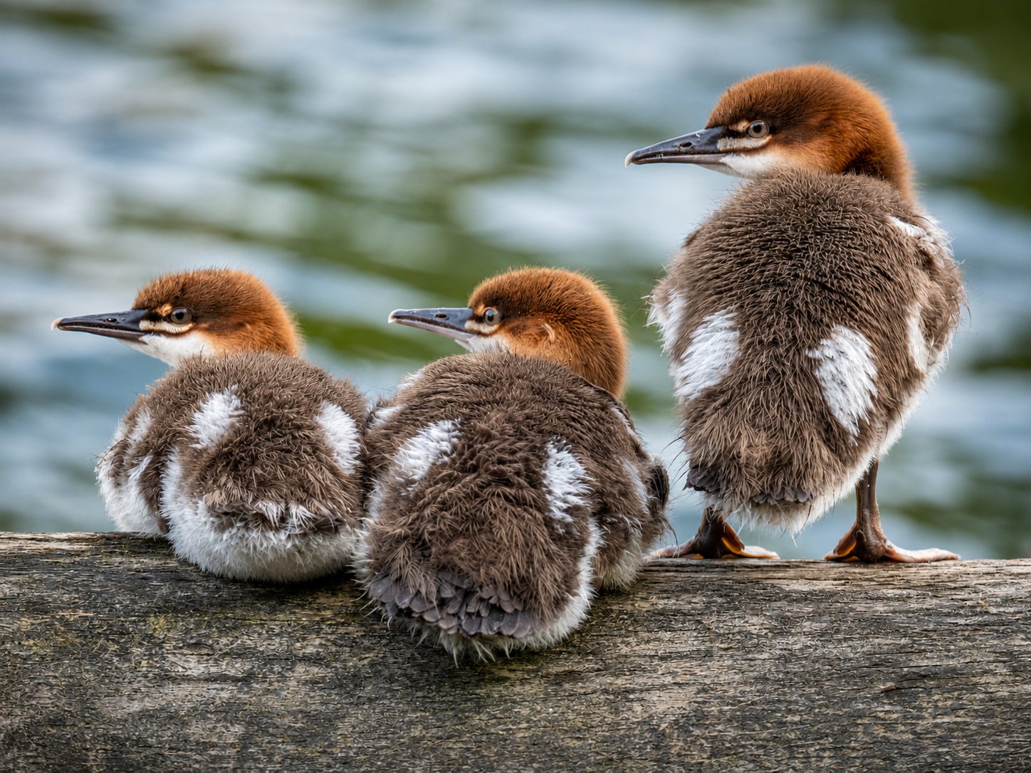 Merganser Chicks — Campbell River - British Columbia