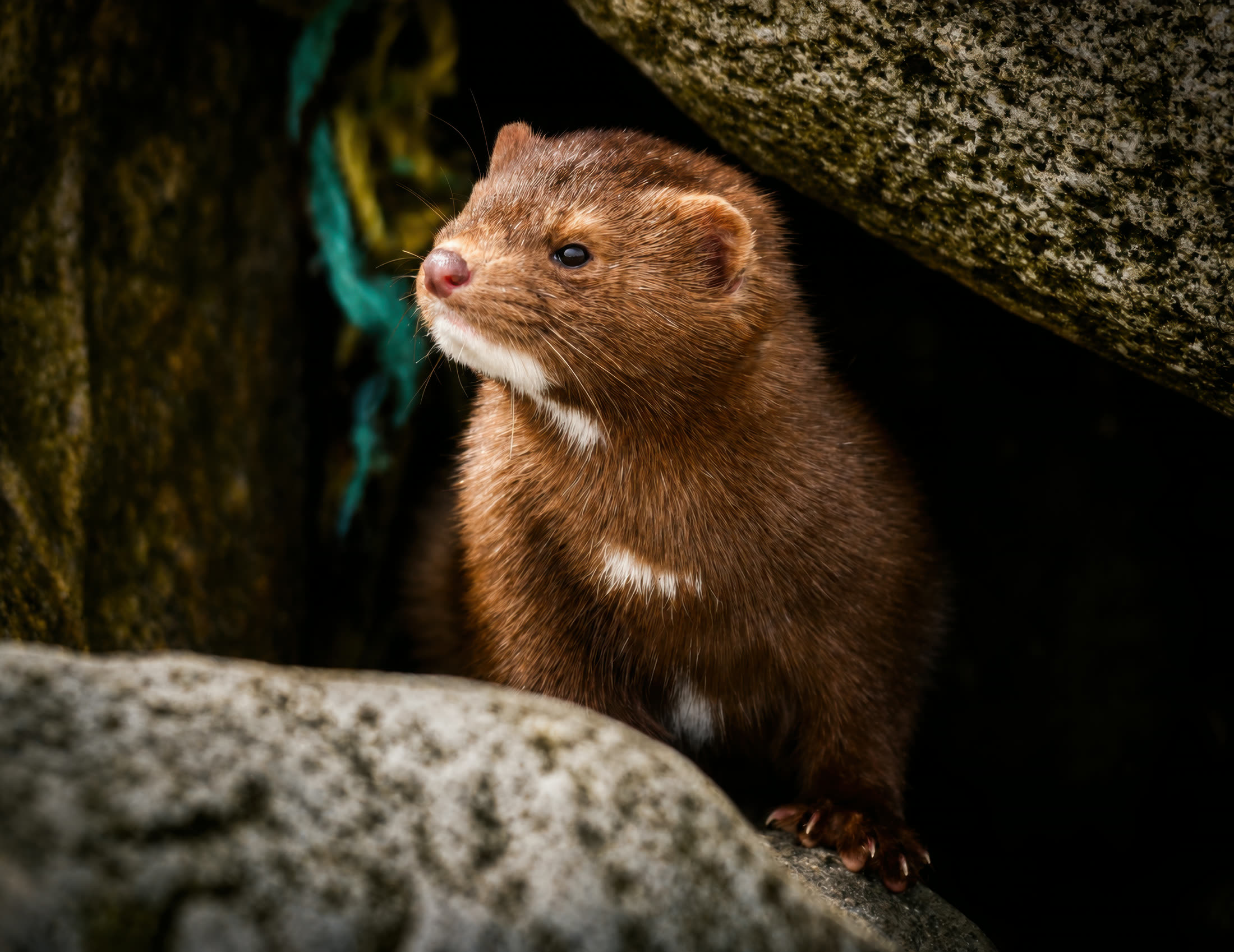 American mink photographed at Quadra Island