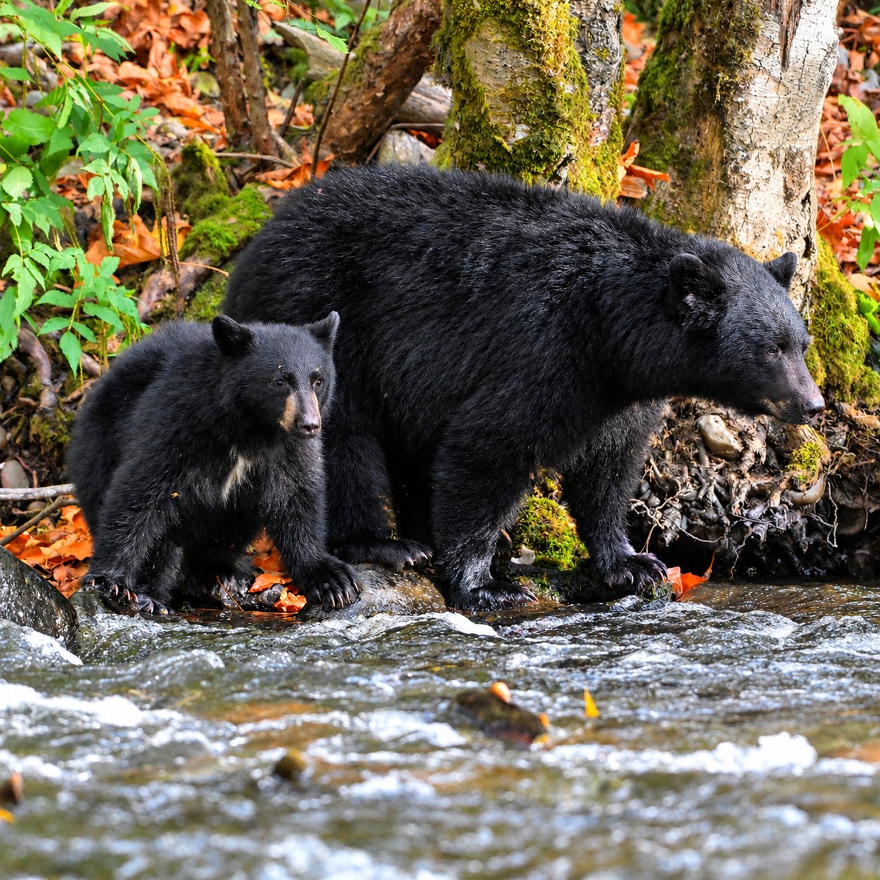 Mom and Cub — Campbell River