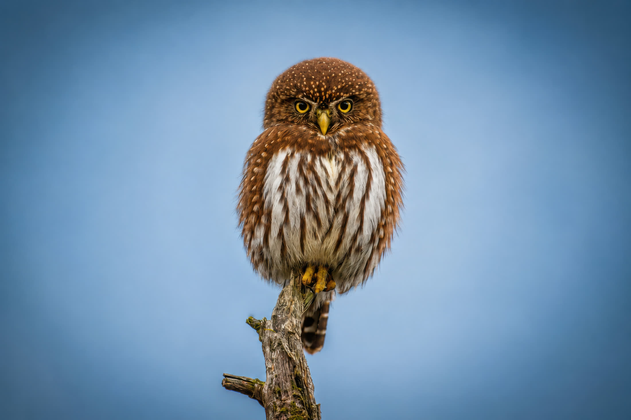 Northern pygmy owl photographed at Strathcona Park