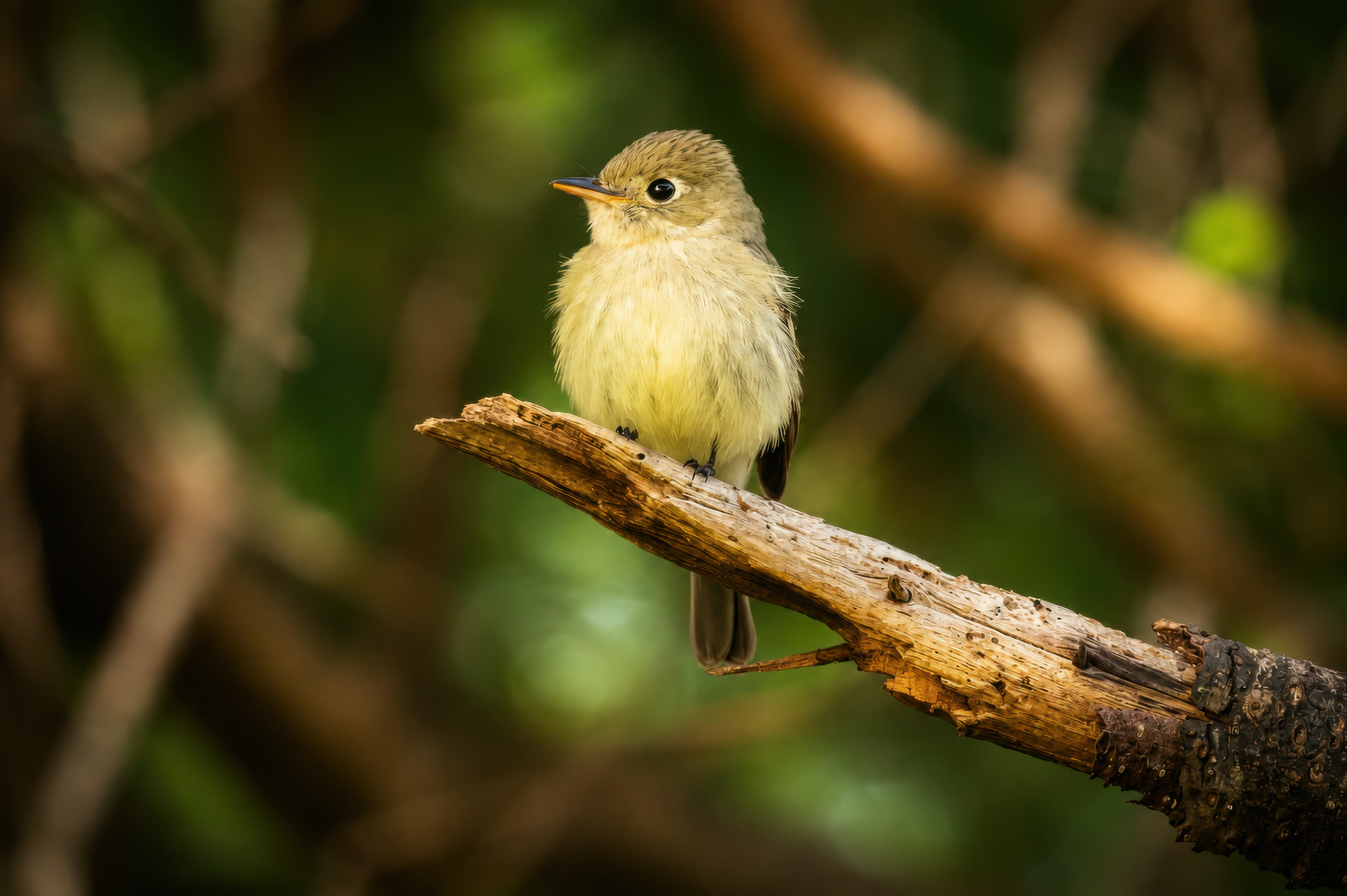 Pacific-slope flycatcher photographed at Tofino