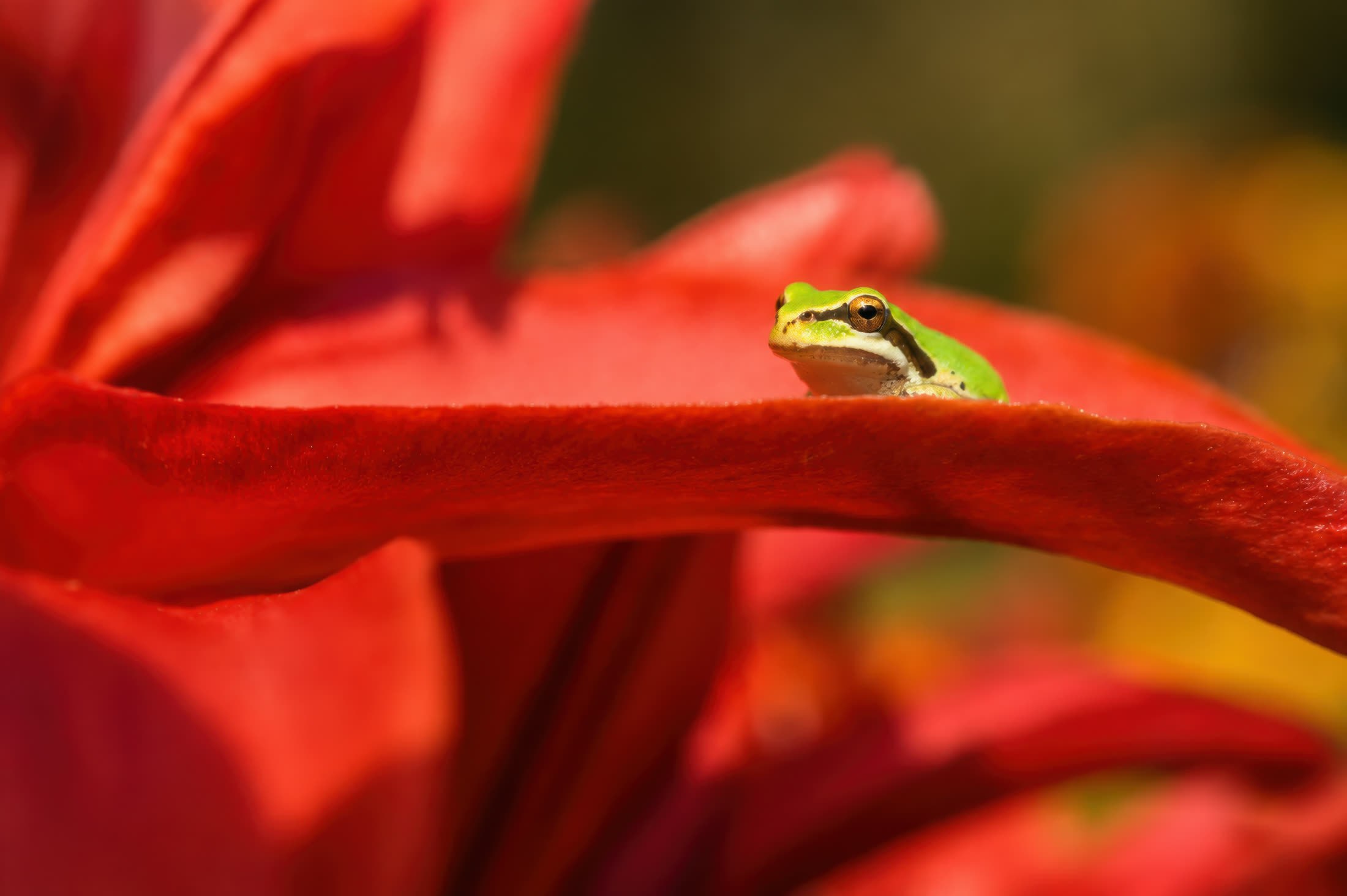 Pacific tree frog photographed at Comox Valley