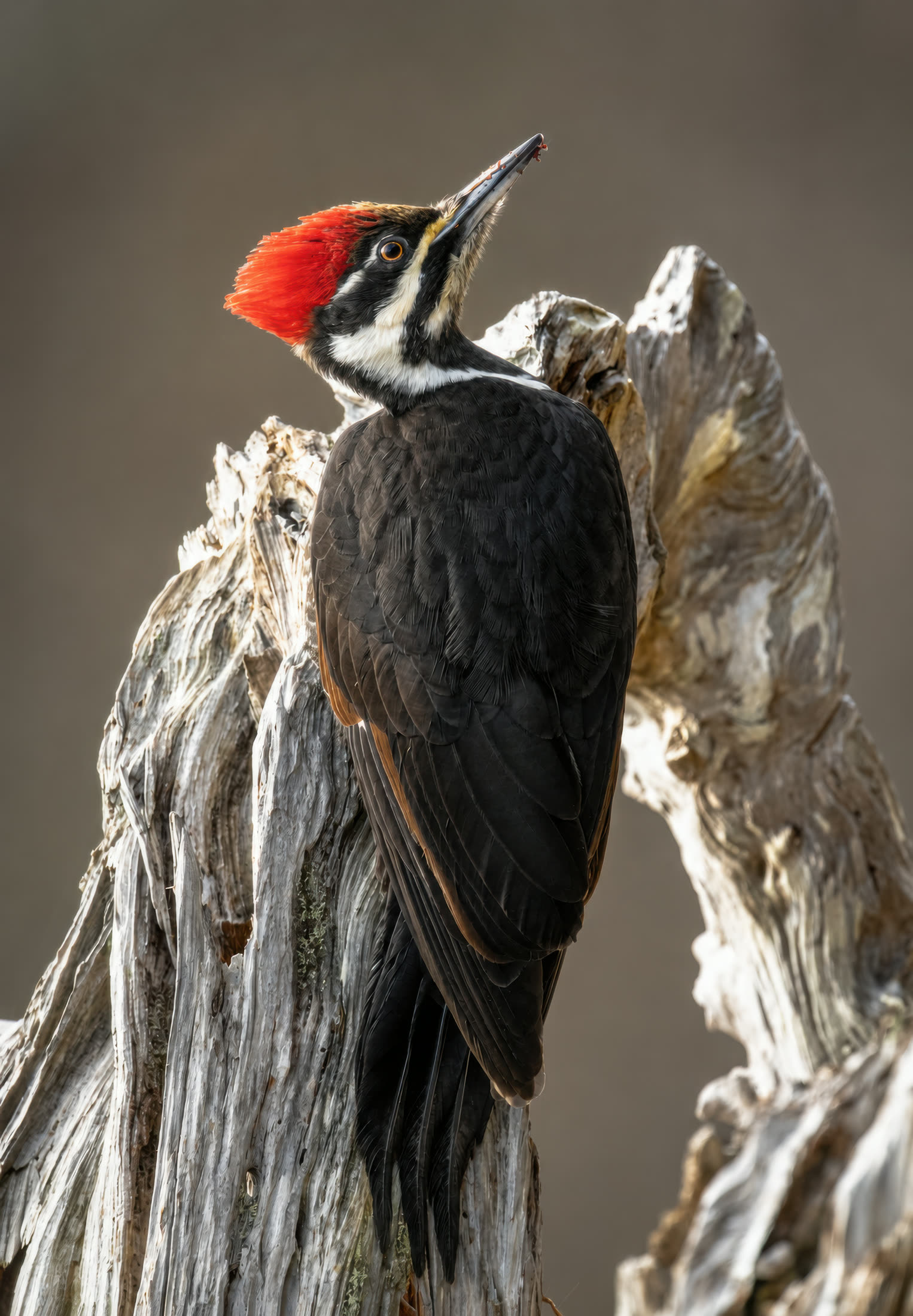 Pileated woodpecker photographed at Strathcona Park