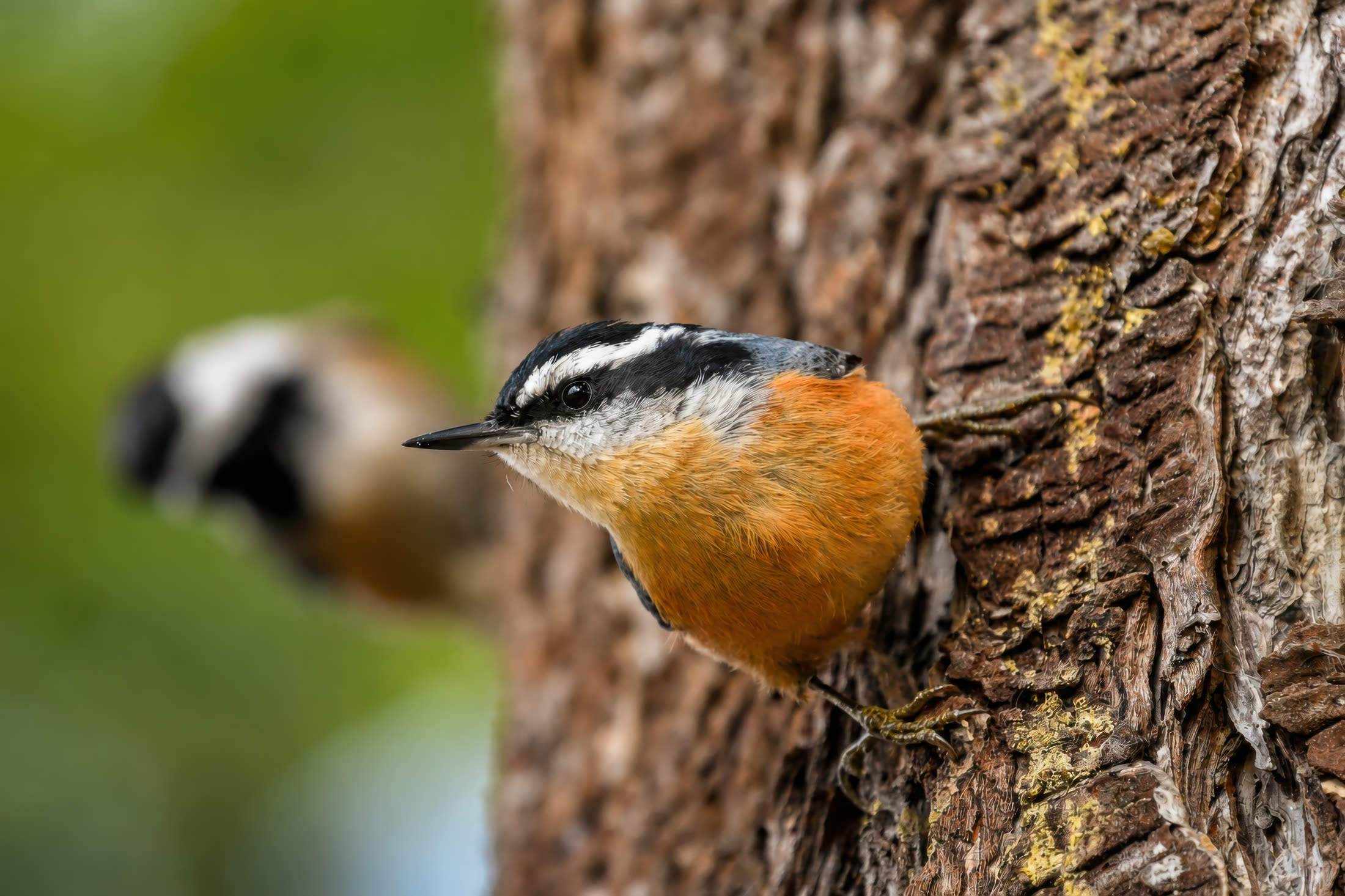 Red-breasted nuthatch photographed at Pacific Rim