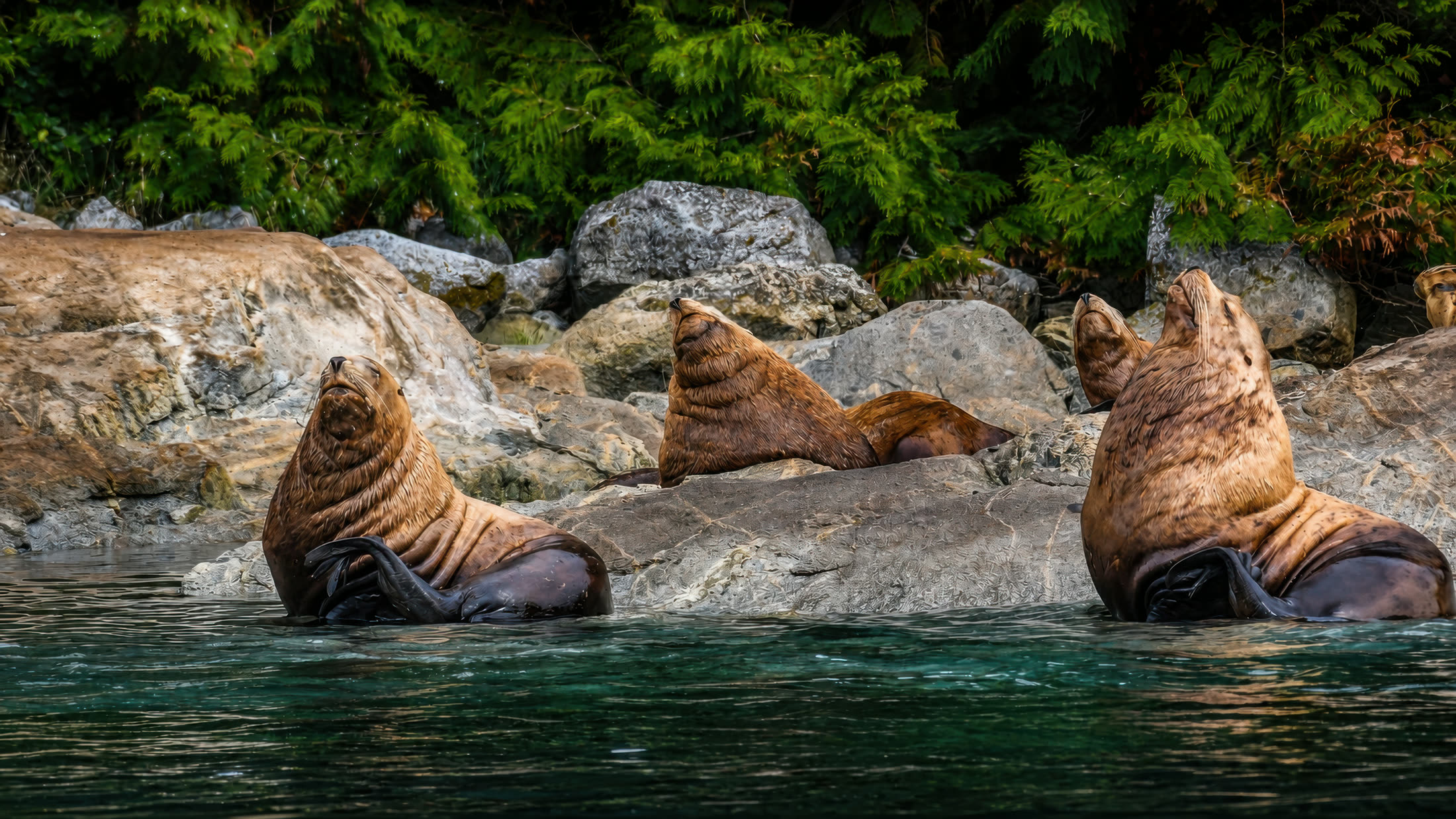 Steller sea lions photographed at Race Rocks