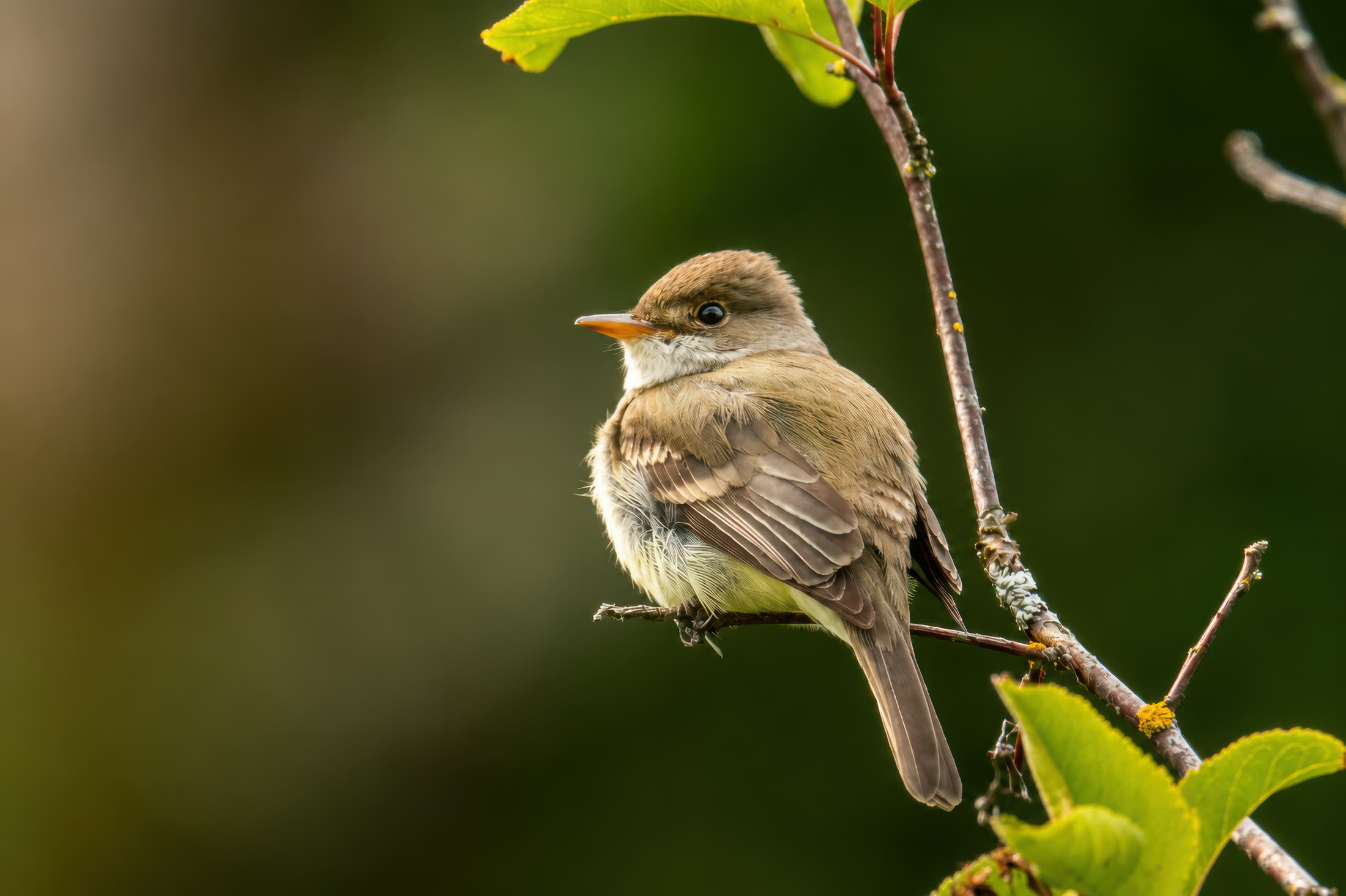 Willow flycatcher photographed at Nanaimo River